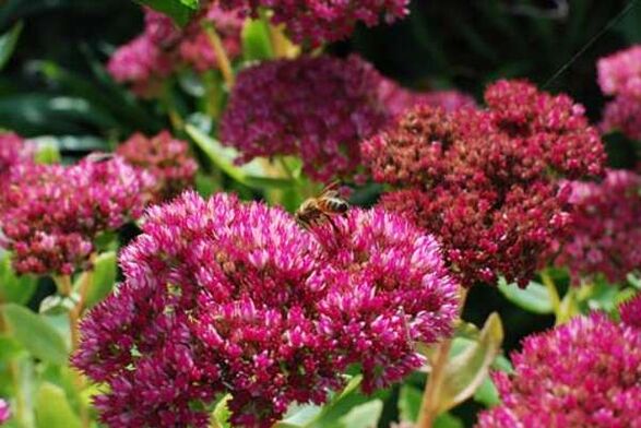 Sedum purple for the preparation of a healing infusion that increases potency